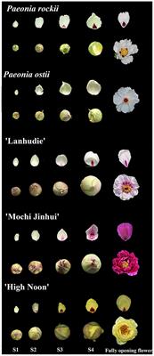 PrMYB5 activates anthocyanin biosynthetic PrDFR to promote the distinct pigmentation pattern in the petal of Paeonia rockii